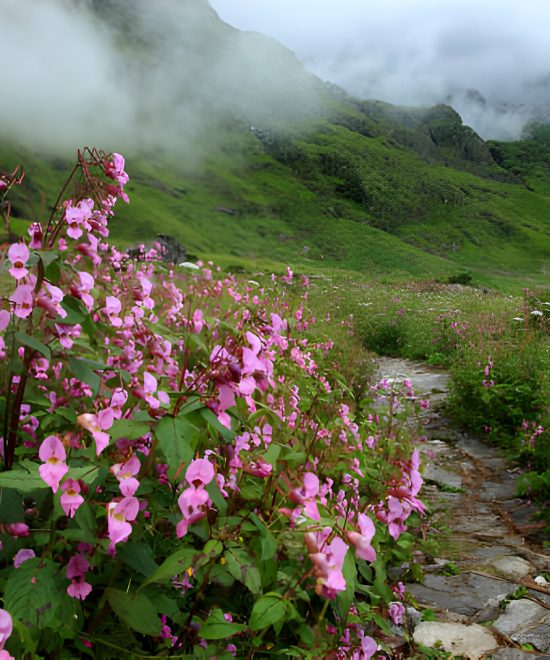 Valley of Flower (5 Nights / 6 Days)